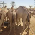 دفعة ممتازة تربية شهر من القعدان الصومالية النظيفة وع الضمان