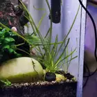نبات نهري Vallisneria spiralis