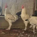 ديك حجم كبير