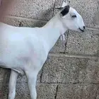 جفره بيشيه