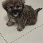 للبيع كلب ذكر اللون النادر قولدن بلاك