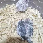 فرخين كروان هولندي