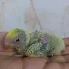 للبيع فرخ روز