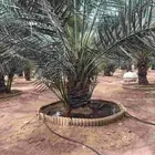 الرياض الخرج الهياثم العفجه نجديه الرحمانيه الشديده الرفايع