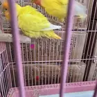للبيع جوز زيبرا وانثى روز