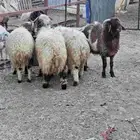 خرفان نعيمي للبيع الموقع أبها اتوصل جول