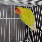 ذكر روز برونز فالو من النوادر