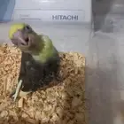 فرخ كروان مصبع فرخ روز البينو..فخمه