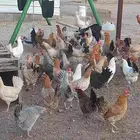 السلام عليكم نعرض لكم دجاج بلدي بياض حجم كبير صحه ممتاز