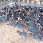 بط موسكفي