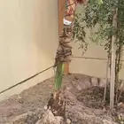 نخلتين شيشي