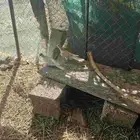 قماري هولنديه