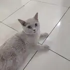 قط اسكوتش العمر 7شهور لتبني