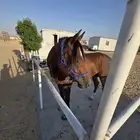 للبيع حصان كفو