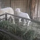 للبيع شاه حريه تحتها خروف طيب ونظيف جدآ