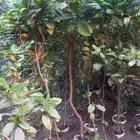 بسم الله الرحمن الرحيم توكلنا على الله العظيم