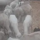 2 رخيال عمر 5 شهور وكبش