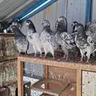 10 Pakistani couples have Chinese ties