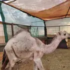 البيع قعود شحم فل عمره 6شهرر الموقع النخيل