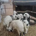 للبيع طليان