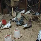 للبيع حمام شماعي باكستاني _ لاحم _ زاجل _ لونق