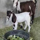 عنز هولنديه تحتها تيس بعمر شهرين ونص تقريبا
