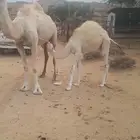 قعود عفر شحم