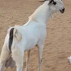 تيس فحل بيشي اكحل فاخر