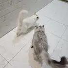 قطط للتبني
