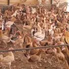 دجاج بلدي وفيومي