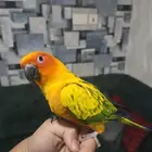 صن كنيور اليف ويلعب مع الاطفال