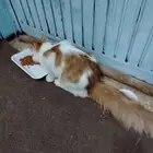 قطه شيرازي للتبني.