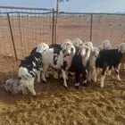 طليان للبيع