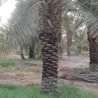 نخيل عربي مثمر للبيع جميع المقاسات والنوايع