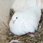 طيور حمام فرنسي