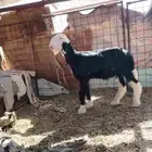 البيع مشروع فحل