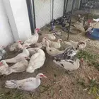 بط منوع مصري وشرشيري