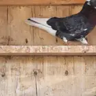 حمام قطايف