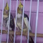 زوج كروان منتج
