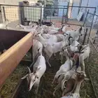 لدينا تيوس صوماليه مرابي