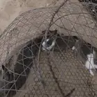 ذكور ارانب شباب