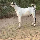 مشروع فحل صنف