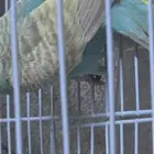 جوز بادجي للبيع