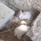 للبيع ارانب انثتين وذكر وعيالهم 2