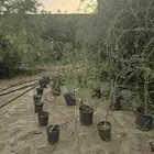 بشام محافظة قلوة