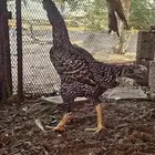 دجاجه شامو الماني