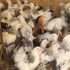 دجاج براهما أصل تحصينات ومناعه وريش ماشاء الله