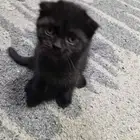 قطط صغيره _ Kittens