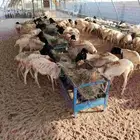 برابر المزاحميه لتجار الجمله بسعر تنافسي 480