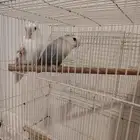 طيور روز وعصافير البادجي